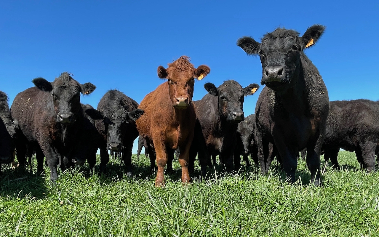 Holistic Planned Grazing in Argentina